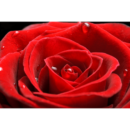 Afternoon Tea Rose